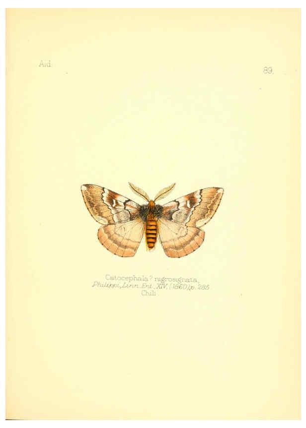 Reproducción/Reproduction 6026393756: Aid to the identification of insects. v.1. London :E.W. Janson,1880-90