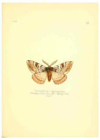 Reproducción/Reproduction 6026393756: Aid to the identification of insects. v.1. London :E.W. Janson,1880-90