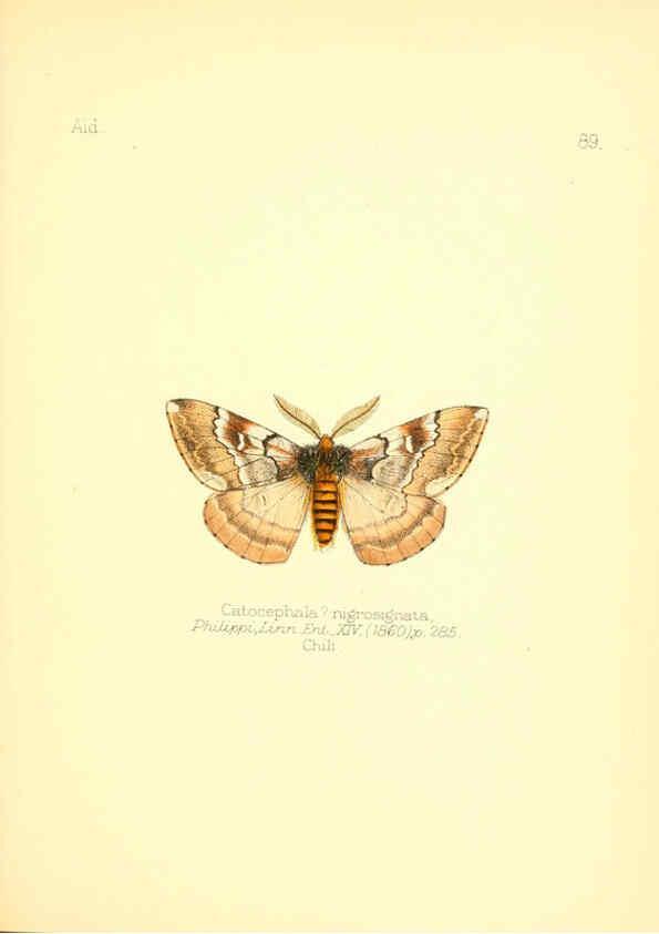Reproducción/Reproduction 6026393756: Aid to the identification of insects. v.1. London :E.W. Janson,1880-90
