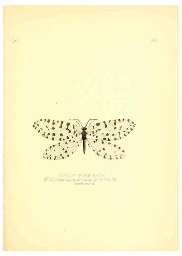 Reproducción/Reproduction 6026394090: Aid to the identification of insects. v.1. London :E.W. Janson,1880-90