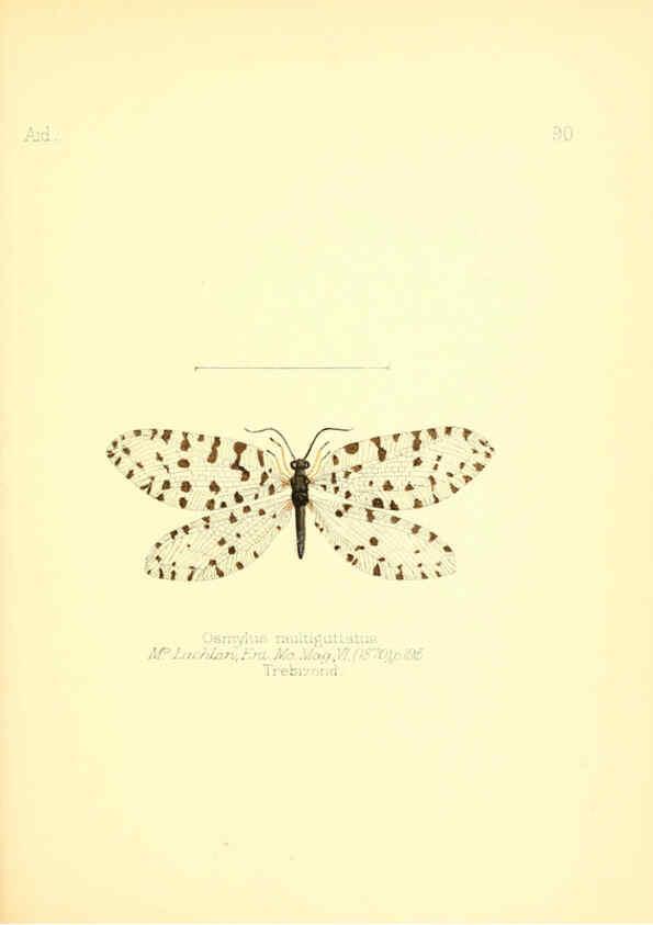 Reproducción/Reproduction 6026394090: Aid to the identification of insects. v.1. London :E.W. Janson,1880-90