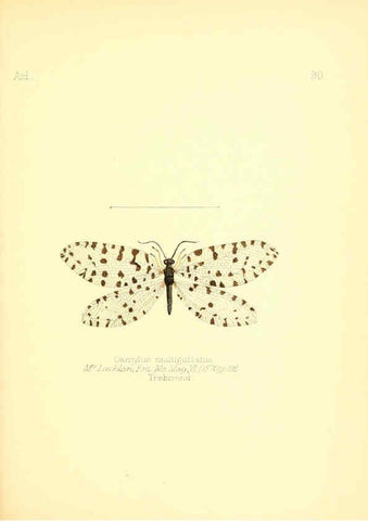 Reproducción/Reproduction 6026394090: Aid to the identification of insects. v.1. London :E.W. Janson,1880-90