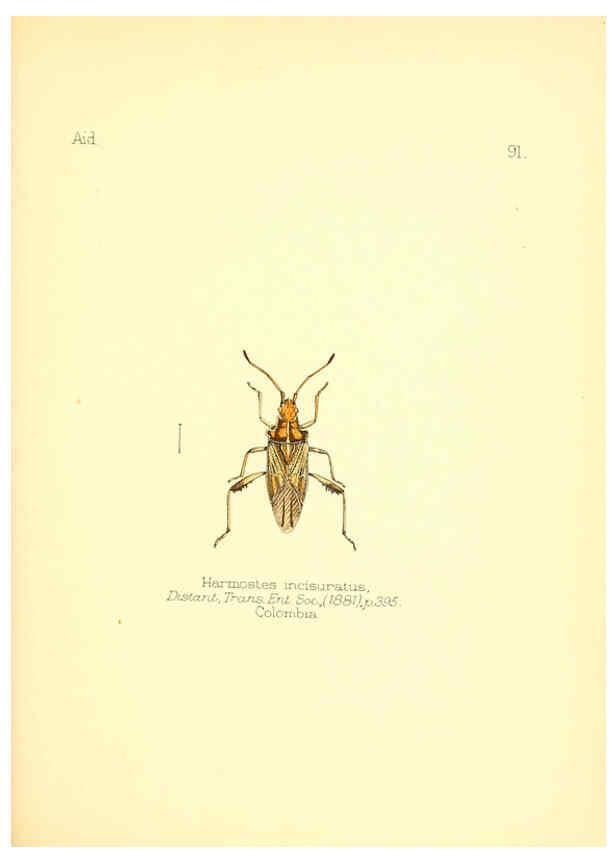 Reproducción/Reproduction 6025837857: Aid to the identification of insects. v.1. London :E.W. Janson,1880-90