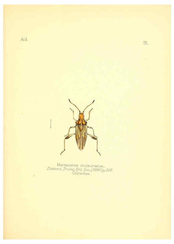 Reproducción/Reproduction 6025837857: Aid to the identification of insects. v.1. London :E.W. Janson,1880-90