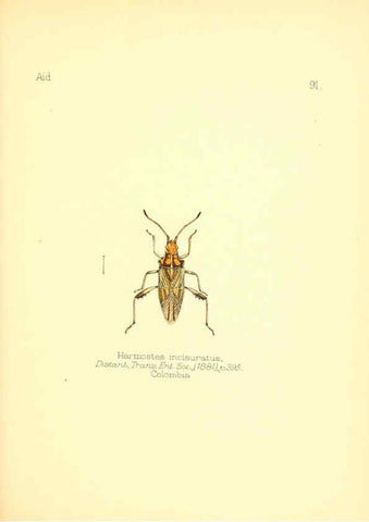 Reproducción/Reproduction 6025837857: Aid to the identification of insects. v.1. London :E.W. Janson,1880-90