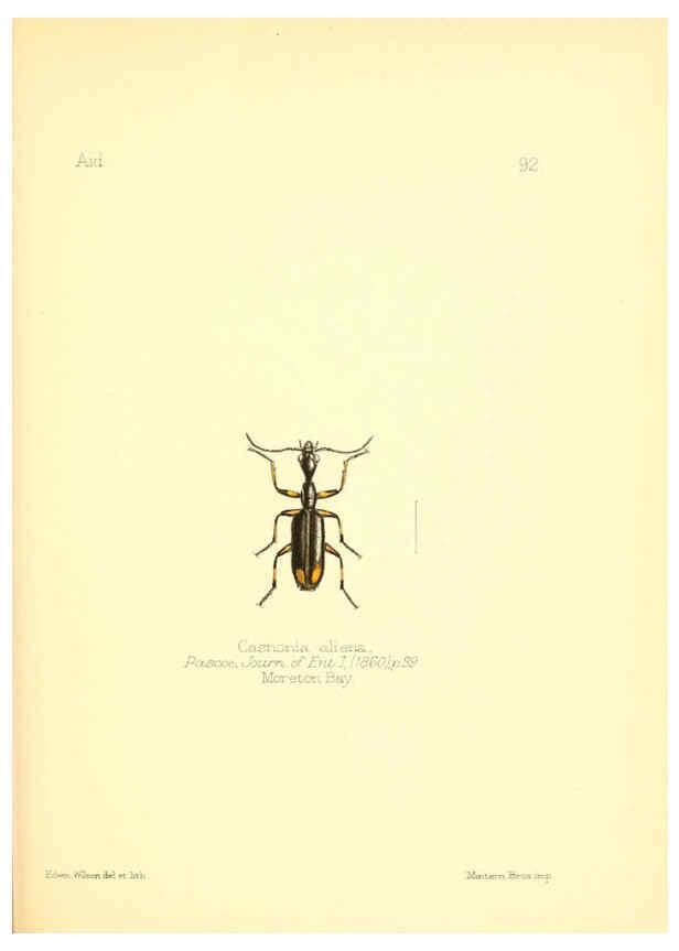 Reproducción/Reproduction 6025838169: Aid to the identification of insects. v.1. London :E.W. Janson,1880-90