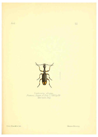 Reproducción/Reproduction 6025838169: Aid to the identification of insects. v.1. London :E.W. Janson,1880-90