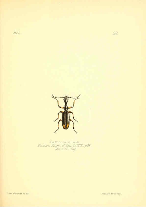 Reproducción/Reproduction 6025838169: Aid to the identification of insects. v.1. London :E.W. Janson,1880-90