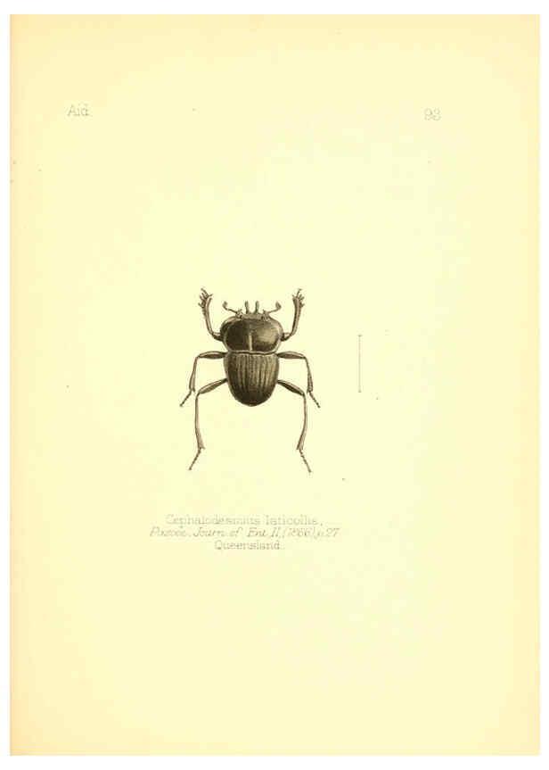 Reproducción/Reproduction 6026395046: Aid to the identification of insects. v.1. London :E.W. Janson,1880-90