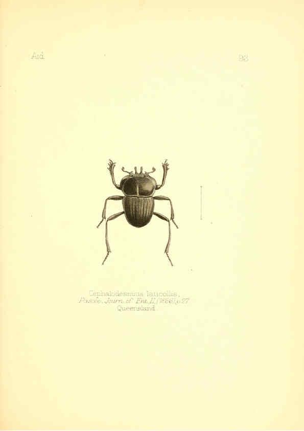 Reproducción/Reproduction 6026395046: Aid to the identification of insects. v.1. London :E.W. Janson,1880-90
