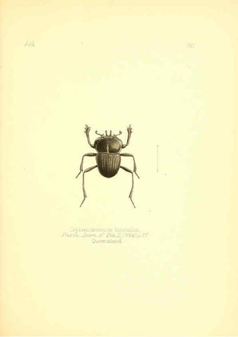 Reproducción/Reproduction 6026395046: Aid to the identification of insects. v.1. London :E.W. Janson,1880-90