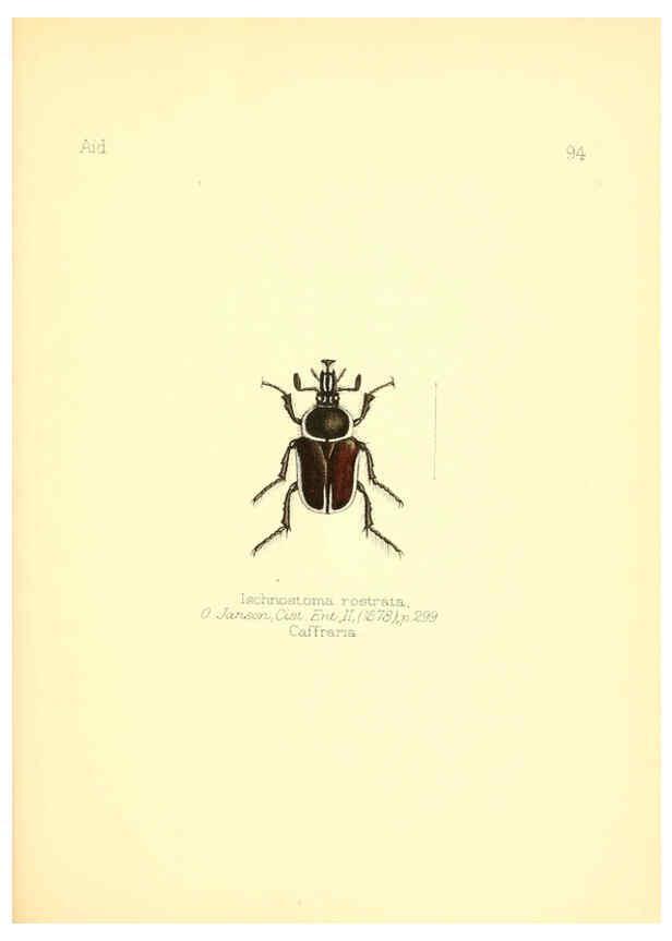 Reproducción/Reproduction 6026395282: Aid to the identification of insects. v.1. London :E.W. Janson,1880-90