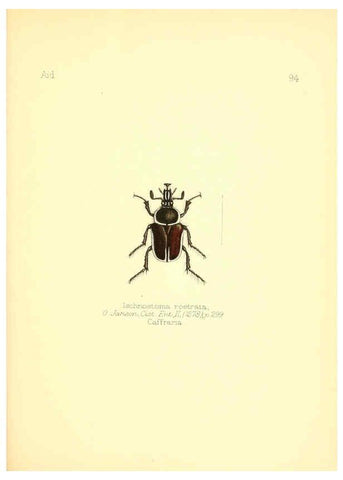 Reproducción/Reproduction 6026395282: Aid to the identification of insects. v.1. London :E.W. Janson,1880-90