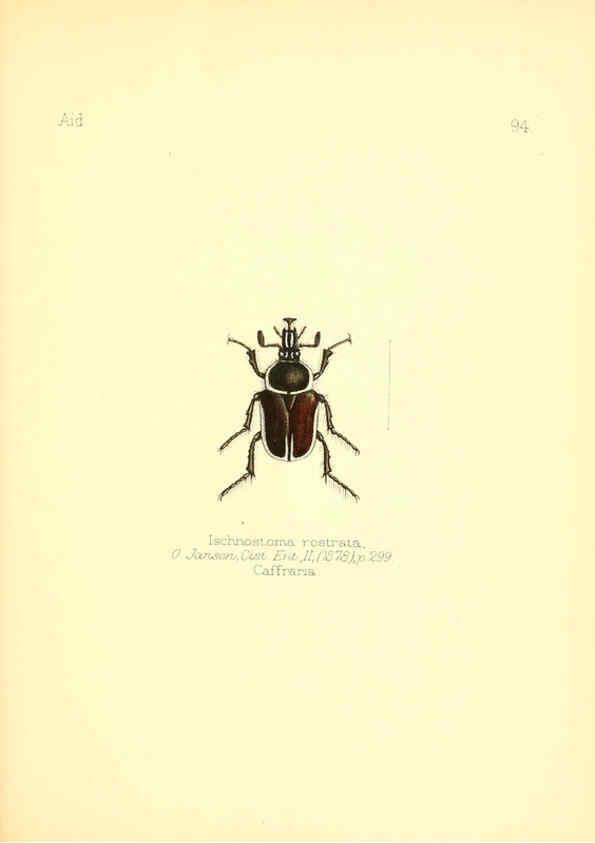 Reproducción/Reproduction 6026395282: Aid to the identification of insects. v.1. London :E.W. Janson,1880-90