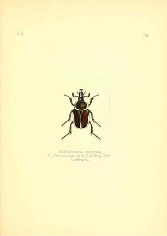 Reproducción/Reproduction 6026395282: Aid to the identification of insects. v.1. London :E.W. Janson,1880-90