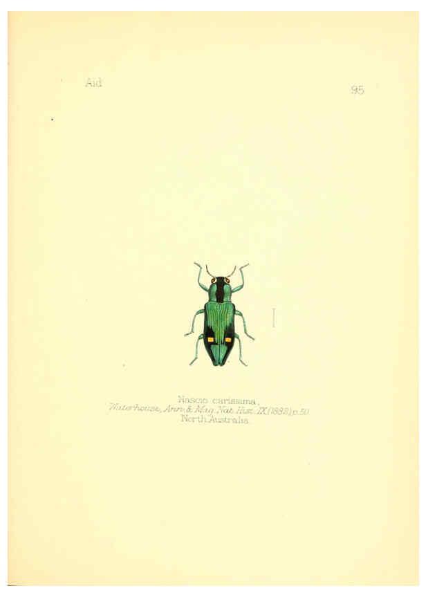 Reproducción/Reproduction 6025838963: Aid to the identification of insects. v.1. London :E.W. Janson,1880-90
