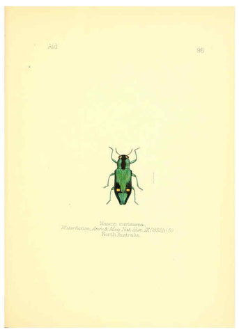 Reproducción/Reproduction 6025838963: Aid to the identification of insects. v.1. London :E.W. Janson,1880-90