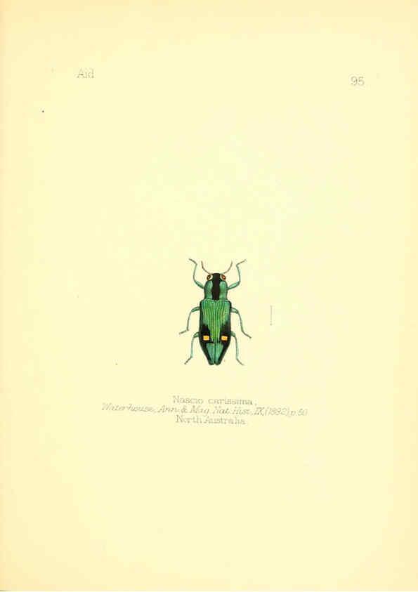 Reproducción/Reproduction 6025838963: Aid to the identification of insects. v.1. London :E.W. Janson,1880-90