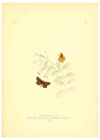 Reproducción/Reproduction 6025839197: Aid to the identification of insects. v.1. London :E.W. Janson,1880-90