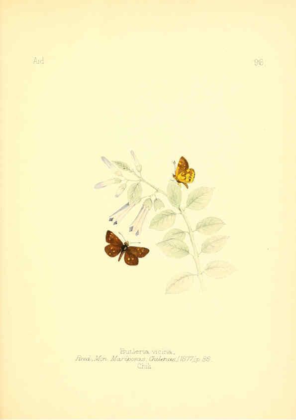 Reproducción/Reproduction 6025839197: Aid to the identification of insects. v.1. London :E.W. Janson,1880-90
