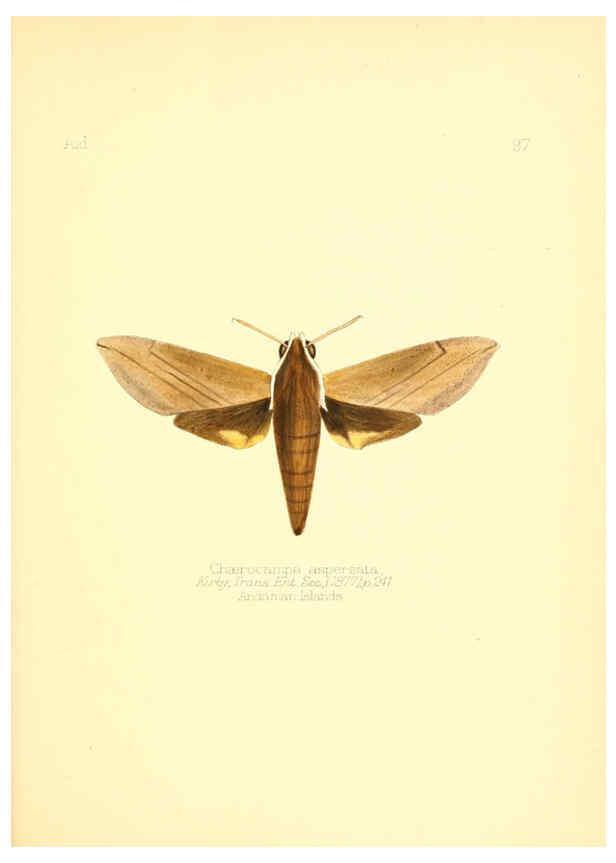 Reproducción/Reproduction 6026396028: Aid to the identification of insects. v.1. London :E.W. Janson,1880-90
