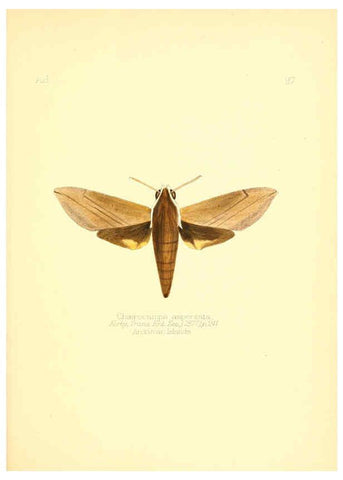 Reproducción/Reproduction 6026396028: Aid to the identification of insects. v.1. London :E.W. Janson,1880-90