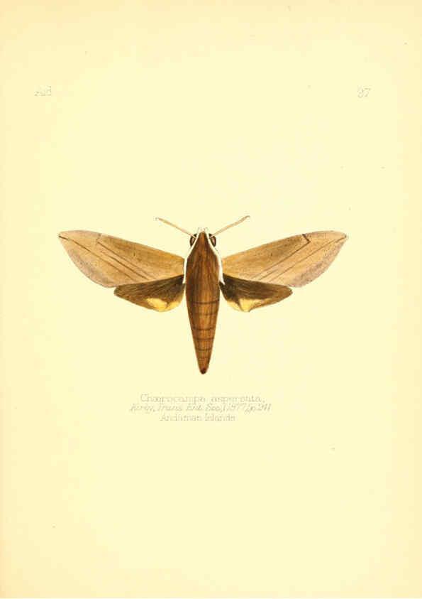 Reproducción/Reproduction 6026396028: Aid to the identification of insects. v.1. London :E.W. Janson,1880-90