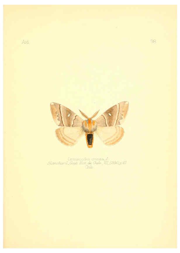 Reproducción/Reproduction 6026396272: Aid to the identification of insects. v.1. London :E.W. Janson,1880-90