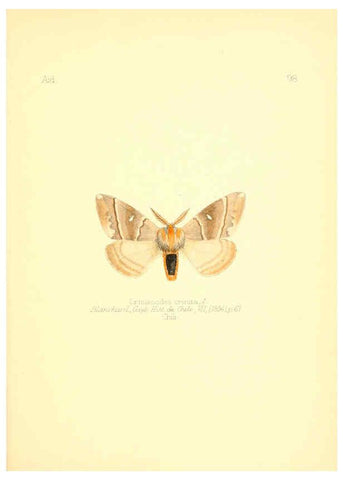 Reproducción/Reproduction 6026396272: Aid to the identification of insects. v.1. London :E.W. Janson,1880-90