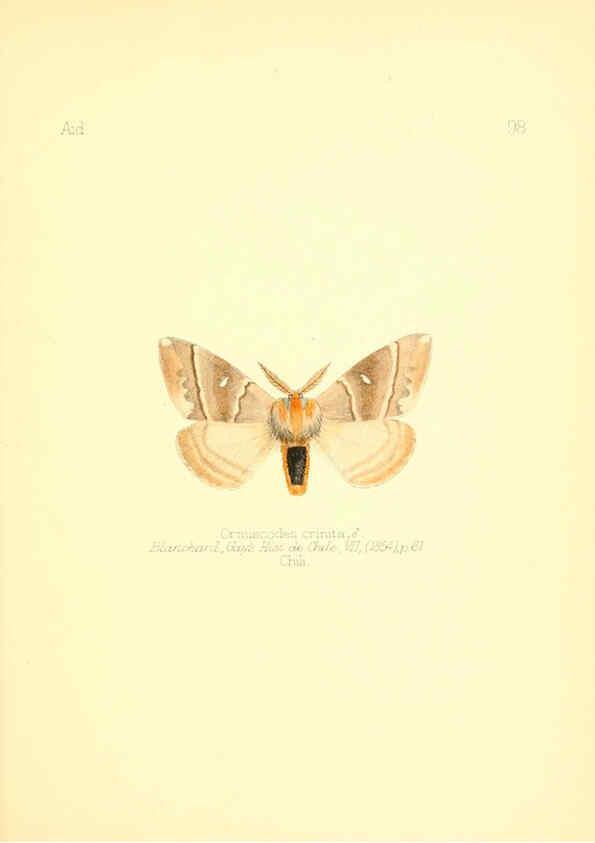 Reproducción/Reproduction 6026396272: Aid to the identification of insects. v.1. London :E.W. Janson,1880-90