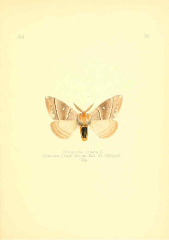 Reproducción/Reproduction 6026396272: Aid to the identification of insects. v.1. London :E.W. Janson,1880-90