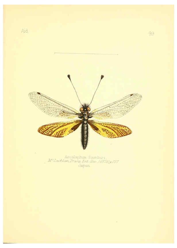 Reproducción/Reproduction 6026396512: Aid to the identification of insects. v.1. London :E.W. Janson,1880-90