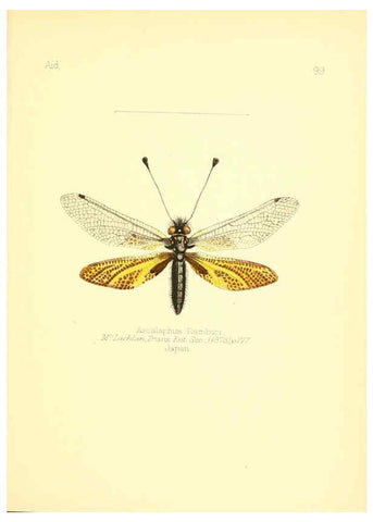 Reproducción/Reproduction 6026396512: Aid to the identification of insects. v.1. London :E.W. Janson,1880-90