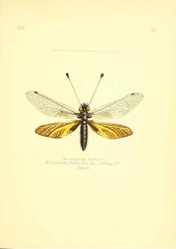 Reproducción/Reproduction 6026396512: Aid to the identification of insects. v.1. London :E.W. Janson,1880-90