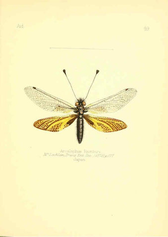 Reproducción/Reproduction 6026396512: Aid to the identification of insects. v.1. London :E.W. Janson,1880-90