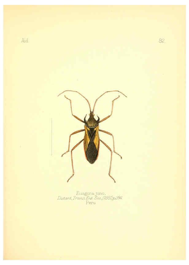 Reproducción/Reproduction 6025835121: Aid to the identification of insects. v.1. London :E.W. Janson,1880-90