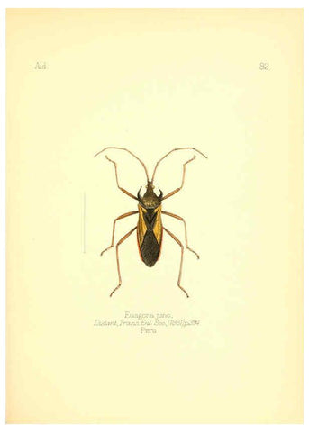 Reproducción/Reproduction 6025835121: Aid to the identification of insects. v.1. London :E.W. Janson,1880-90