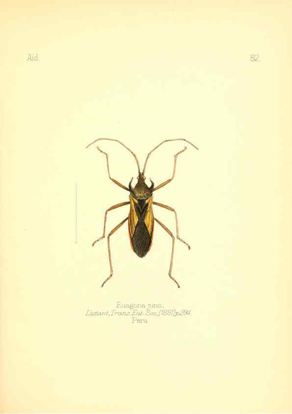 Reproducción/Reproduction 6025835121: Aid to the identification of insects. v.1. London :E.W. Janson,1880-90