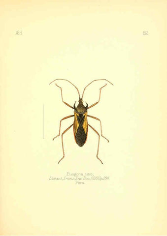 Reproducción/Reproduction 6025835121: Aid to the identification of insects. v.1. London :E.W. Janson,1880-90