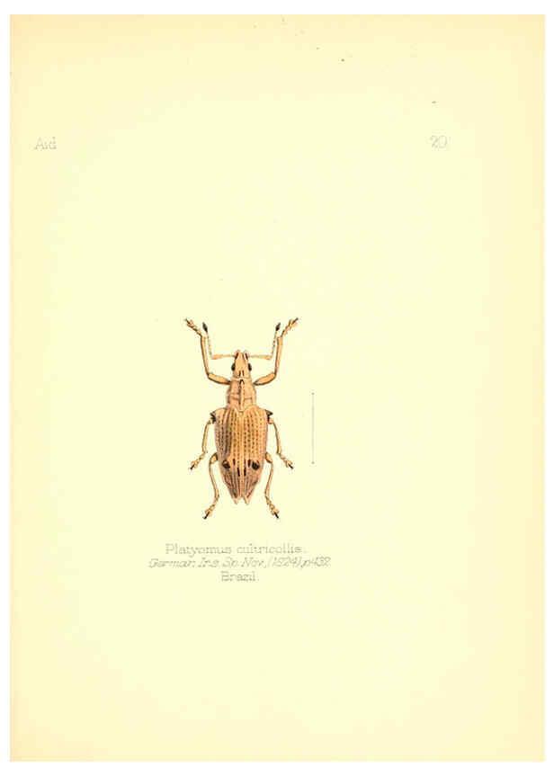 Reproducción/Reproduction 6026374272: Aid to the identification of insects. v.1. London :E.W. Janson,1880-90