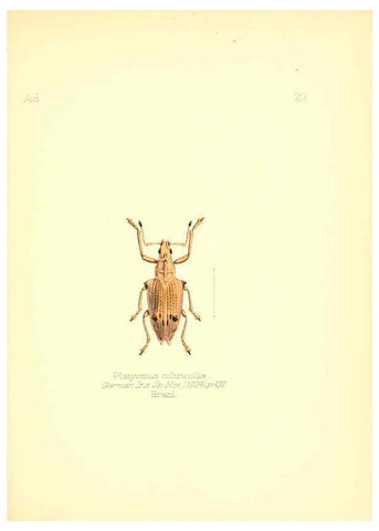 Reproducción/Reproduction 6026374272: Aid to the identification of insects. v.1. London :E.W. Janson,1880-90