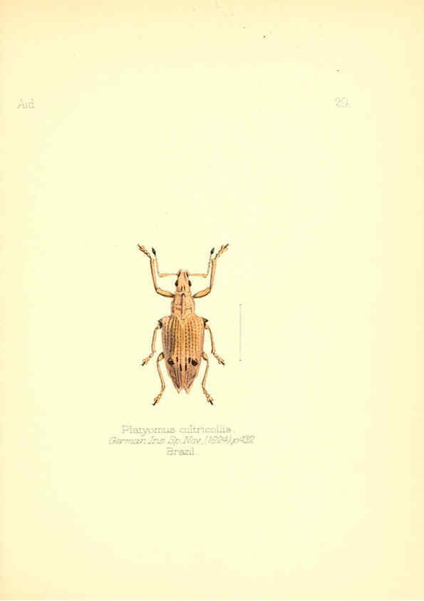 Reproducción/Reproduction 6026374272: Aid to the identification of insects. v.1. London :E.W. Janson,1880-90