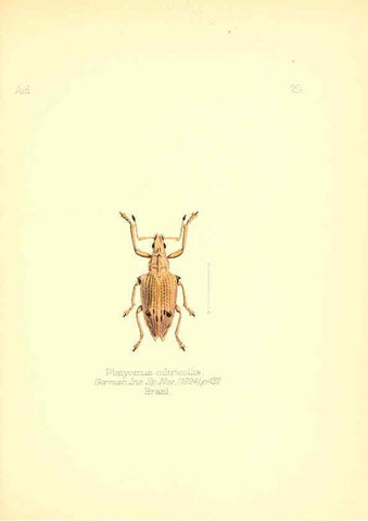 Reproducción/Reproduction 6026374272: Aid to the identification of insects. v.1. London :E.W. Janson,1880-90