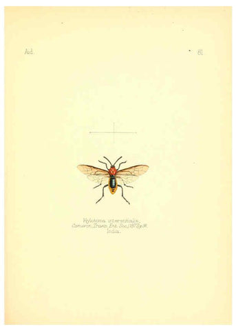 Reproducción/Reproduction 6026391510: Aid to the identification of insects. v.1. London :E.W. Janson,1880-90