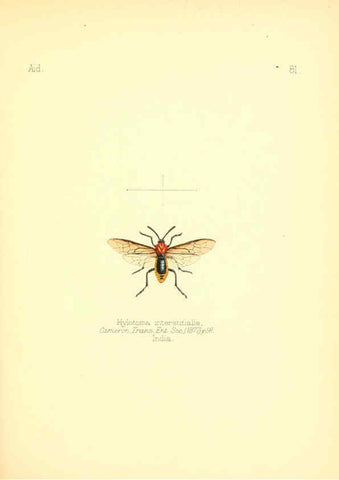 Reproducción/Reproduction 6026391510: Aid to the identification of insects. v.1. London :E.W. Janson,1880-90