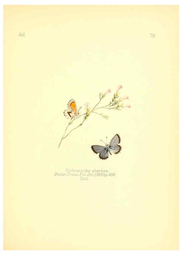 Reproducción/Reproduction 6025834265: Aid to the identification of insects. v.1. London :E.W. Janson,1880-90