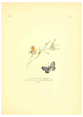 Reproducción/Reproduction 6025834265: Aid to the identification of insects. v.1. London :E.W. Janson,1880-90