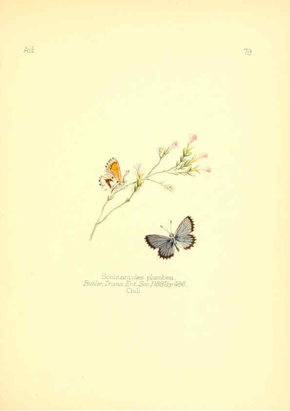 Reproducción/Reproduction 6025834265: Aid to the identification of insects. v.1. London :E.W. Janson,1880-90