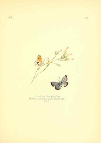 Reproducción/Reproduction 6025834265: Aid to the identification of insects. v.1. London :E.W. Janson,1880-90