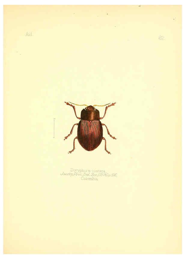 Reproducción/Reproduction 6025829325: Aid to the identification of insects. v.1. London :E.W. Janson,1880-90